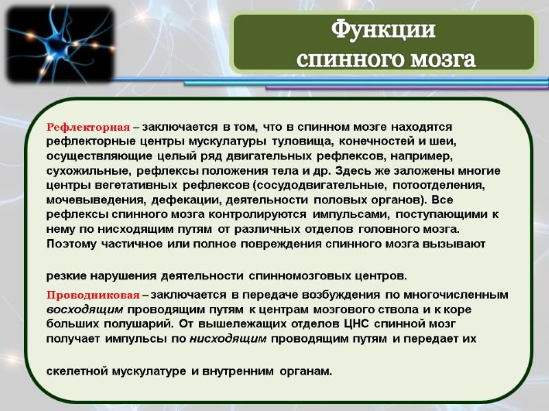 Рефлекторная – заключается в том, что в спинном мозге находятся рефлекторные центры мускулатуры туловища,